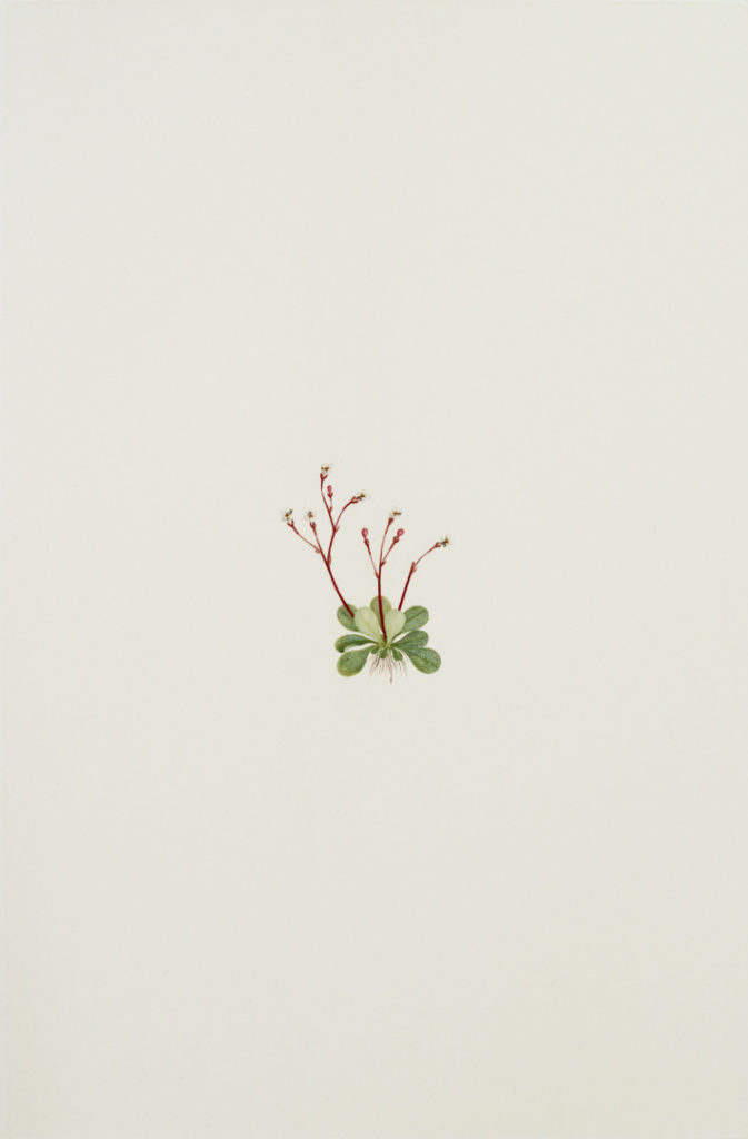 Stylidium Rotundifolium: Engraving from Joseph Banks' Florilegium