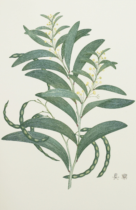 Acacia Legnota: Engraving from Joseph Banks' Florilegium
