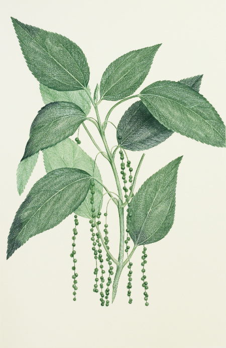 Boehmeria Virgata: Engraving from Joseph Banks' Florilegium