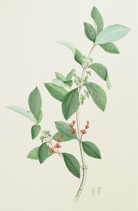 Coprosma Lucida: Engraving from Joseph Banks' Florilegium