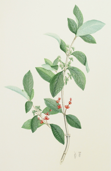 NEW ZEALAND – Coprosma Lucida