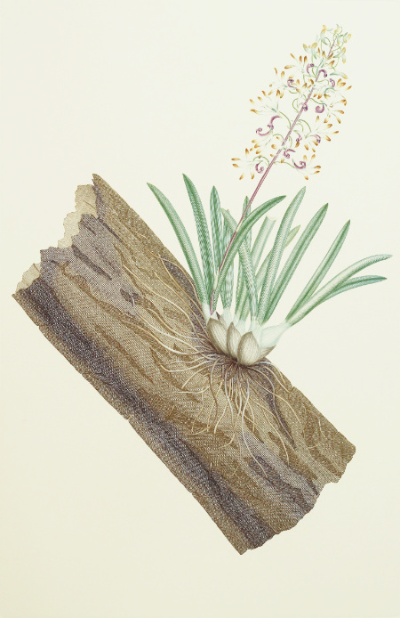 Dendrobium Canaliculatum: Engraving from Joseph Banks' Florilegium