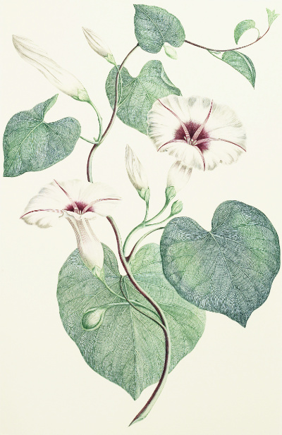 Ipomoea Illustris: Engraving from Joseph Banks' Florilegium