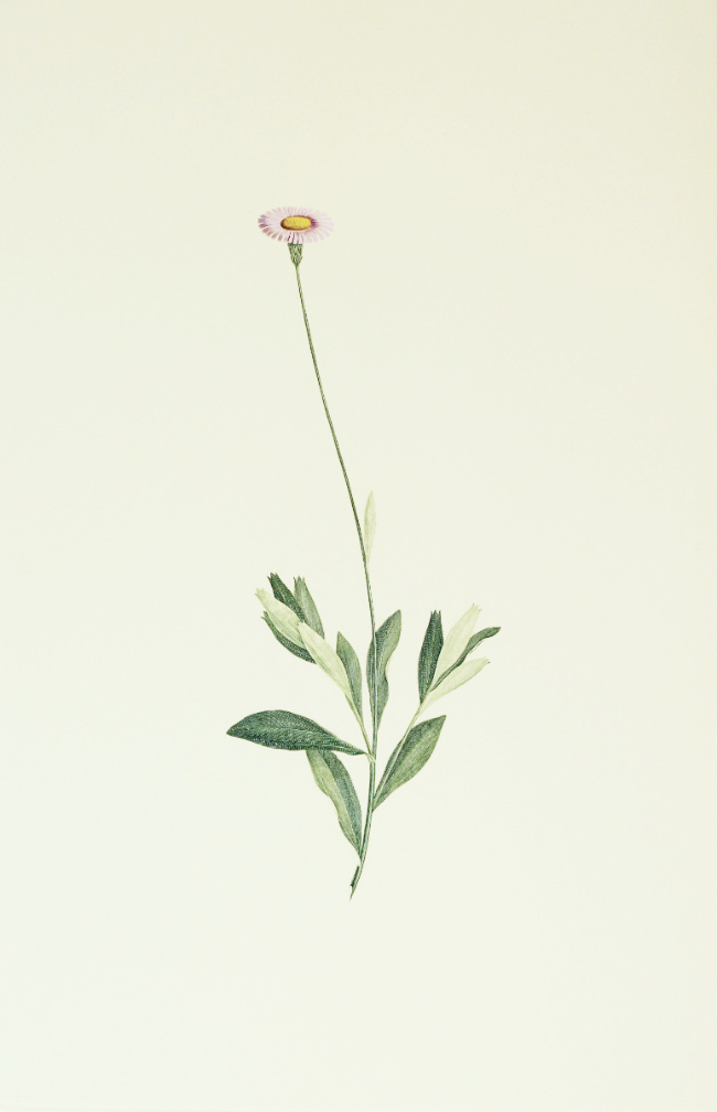 Olearia Arguta: Engraving from Joseph Banks' Florilegium