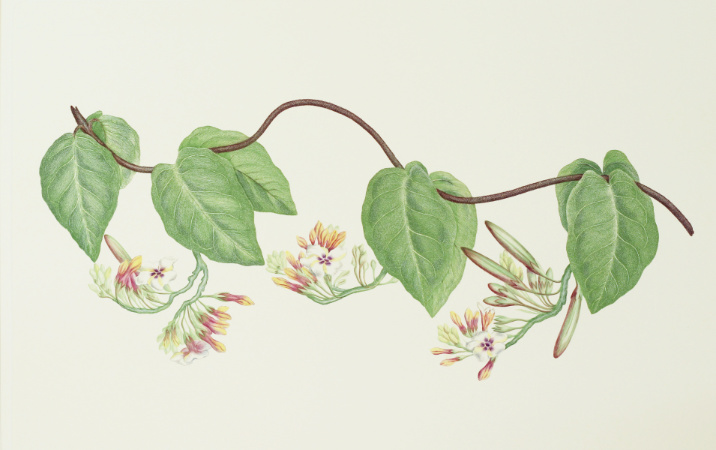 Temnadenia Violacea: Engraving from Joseph Banks' Florilegium