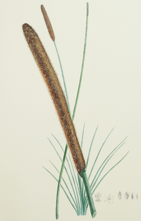 Xanthorrhoea Resiona: Engraving from Joseph Banks' Florilegium