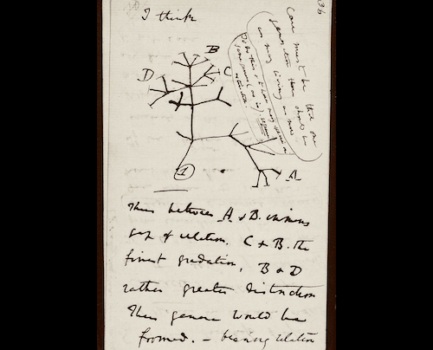 Charles Darwin’s notebooks return to Cambridge
