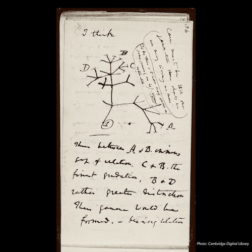 Charles Darwin’s notebooks return to Cambridge