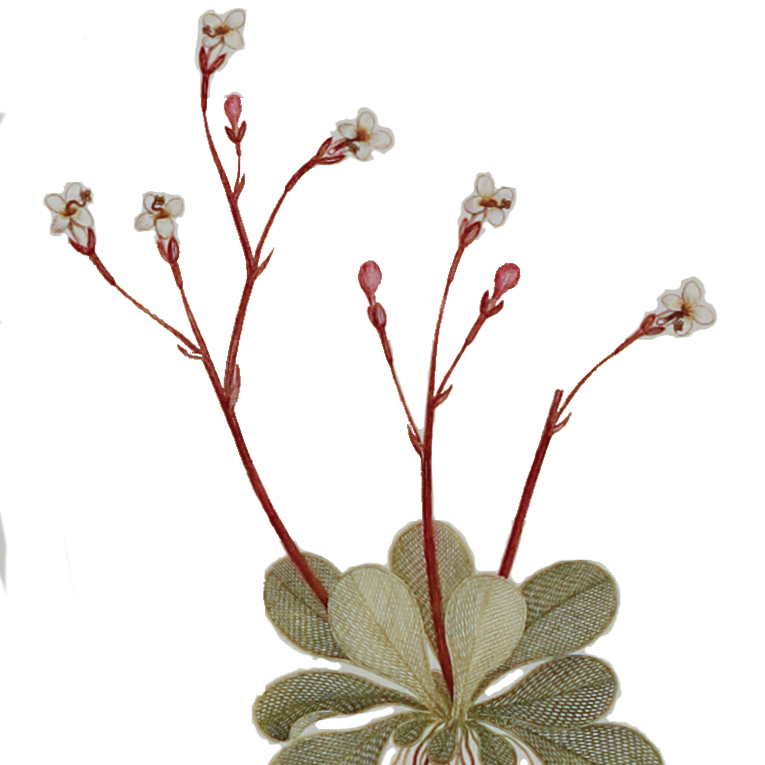 ‘Stylidium Rotundifolium’ from Joseph Banks’ Florilegium (1770/1982). £125