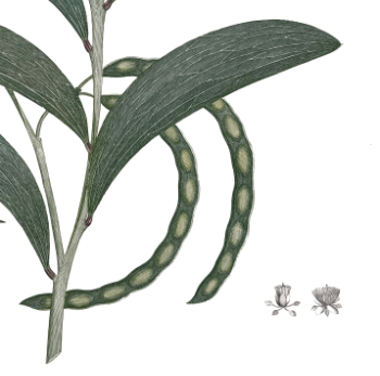 ‘Acacia Legnota’ from Joseph Banks’ Florilegium (1770/1981). £495