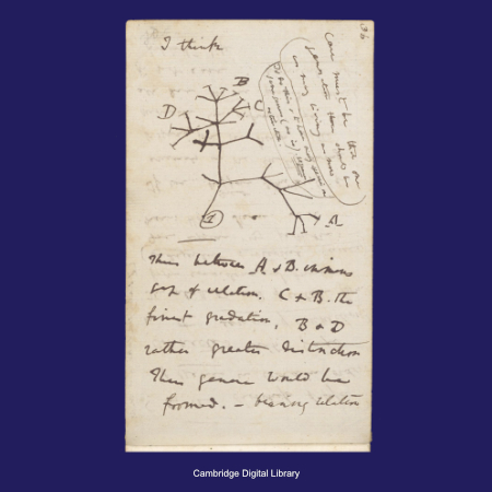 Charles Darwin's Notebooks · Type & Forme